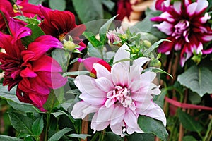 Dahlia pinnata Cav