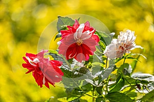 Dahlia pinnata, flower species in the genus Dahlia, with the common name garden dahlia. Magdalena department, Colombia