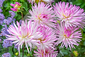 Dahlia pinnata