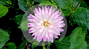 Dahlia pinnata,Mexica Pink Flower