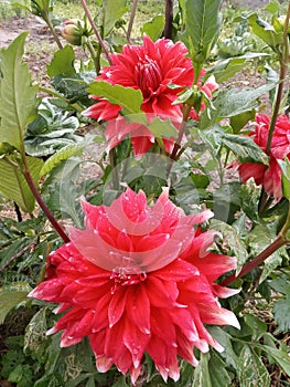 Dahlia pinnata is a species in the genus Dahlia, family Asteraceae, with the common name garden dahlia.