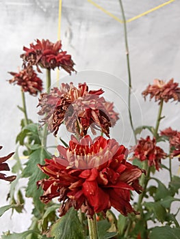 Dahlia Pinnata - tuber. Dahlia flowers are bulbous shrubs that are annual in nature, blooming in summer to autumn.