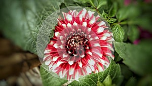 Dahlia, Pinnate Dahlia growing flower