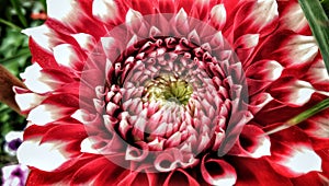 Dahlia, Pinnate Dahlia growing flower macro photo