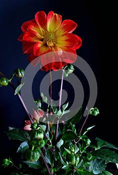 Dahlia plant on black background red tipped yellow petals with yellow eye