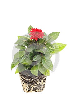 Dahlia plant isolated