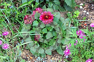 Dahlia plant with open dark red flowers containing layers of fresh and shriveled petals growing in form of small bush in home