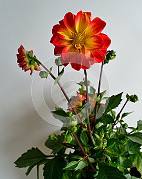 Dahlia plant on white background red tipped yellow petals with yellow eye