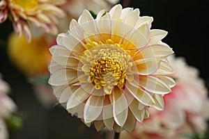 Dahlia Polka, anemone like flowers, peach-coral blooms