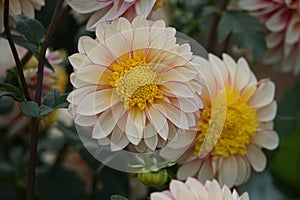 Dahlia Polka, anemone like flowers, peach-coral blooms