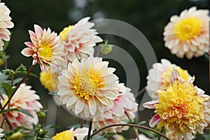 Dahlia Polka, anemone like flowers, peach-coral blooms