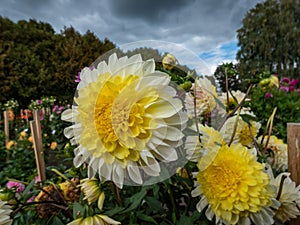 Dahlia \'Polka\' blooming with double yellow and creamy flowers in garden in autumn