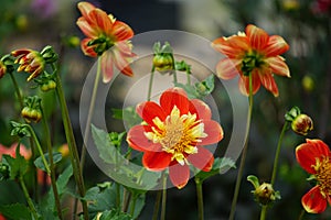 Dahlia Pooh Swan Island, anemone flowered blooms