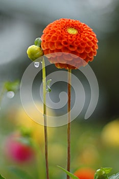 Dahlia in rain