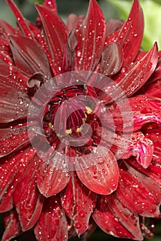 Dahlia after rain