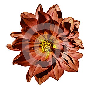 Dahlia red flower on an isolated white background with clipping path. Closeup. No shadows.