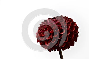 Dahlia red fox, dark red pompom dahlia, white background