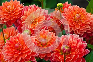 Dahlia red or orange flowers in garden full bloom