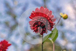 Dahlia red ornamental flowers in bloom, beautiful flowering plant in the garden