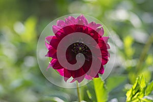 Dahlia red ornamental flowers in bloom, beautiful flowering plant in the garden