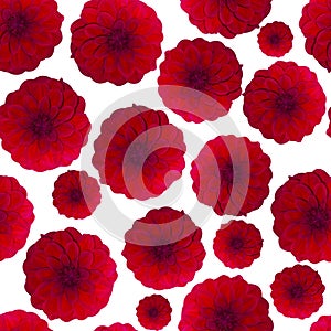 Dahlia Red pattern seamless. Beautiful flower background