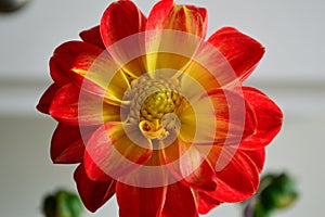 Dahlia red tipped yellow petals with yellow eye macro