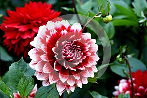 Dahlia red and white photo