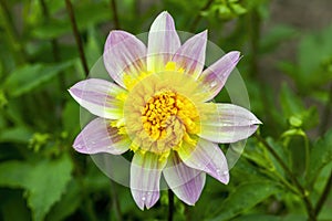 Dahlia `Ryecroft Marge` photo