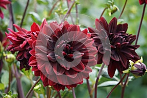 Dahlia Sam Hopkins, deep blackberry blooms