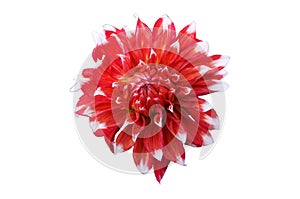 Dahlia scarlet flower with white tips isolated on white