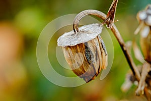 Dahlia Seed Pod