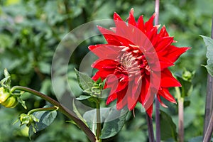 Dahlia semi - kaktus Vulkan in summer garden