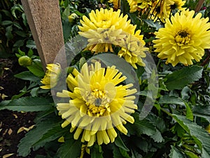 Dahlia \'Soleil soleil\' blooming with bright yellow flowers in garden in autumn