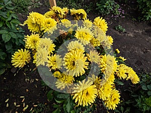 Dahlia \'Soleil soleil\' blooming with bright yellow flowers in garden in autumn