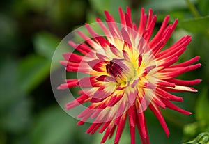 Dahlia Spanish Dancer, small Cactus,  Asteraceae