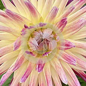 Dahlia in the sunshine - macro.