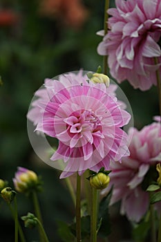 Dahlia Sweet Tiamo flower, pink `I love you`