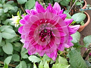 Dahlia Taboo Flower