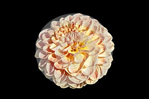 Dahlia `Texas Moon` a pink summer autumn pompom flower tuber plant cut out and isolated on a black background