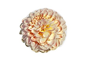 Dahlia `Texas Moon` a pink summer autumn pompom flower tuber plant cut out and isolated on a white background