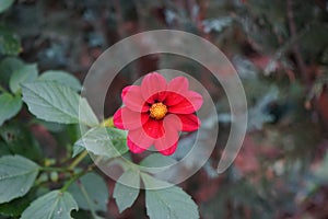 The Dahlia Topmix is a red baby dahlia, i.e. a low dahlia with a compact growth height of 40 to 50 cm. Berlin, Germany. photo