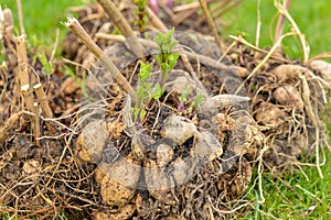 Dahlia tubers with young green shoots lie on the green grass in spring