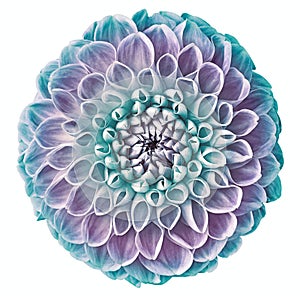 Dahlia turquoise and purple flower, white isolated background.   Closeup.  For design.  Nature.