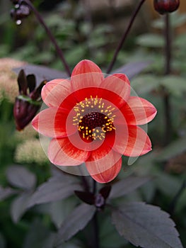 Dahlia of variety Bishop`s Children in red-orange