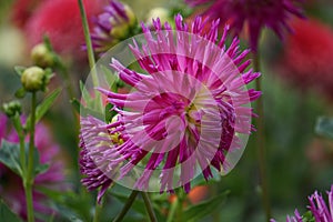 Dahlia Veritable, semi-cactus lavender pink blooms