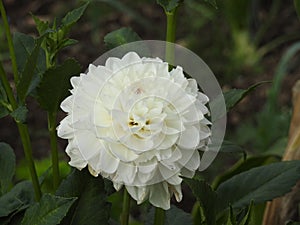 The Dahlia is a very beautiful flower to grow.