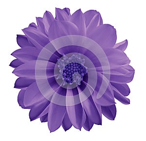 Dahlia violet-blue flower on a white isolated background with clipping path. Closeup no shadows. Garden flower.