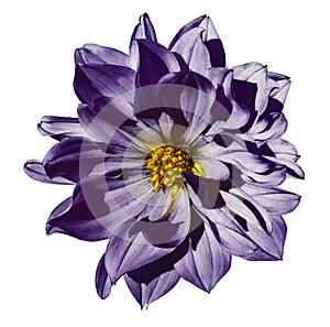 Dahlia violet flower on an isolated white background with clipping path. Closeup. No shadows.