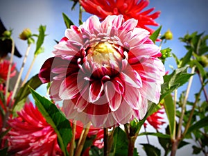 Dahlia