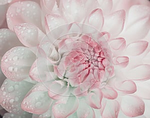 Dahlia with water drops.